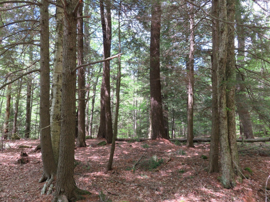 0 Tannery Road Otis, MA 01253 - Photo 3 of 5 a view of a forest with trees in the background