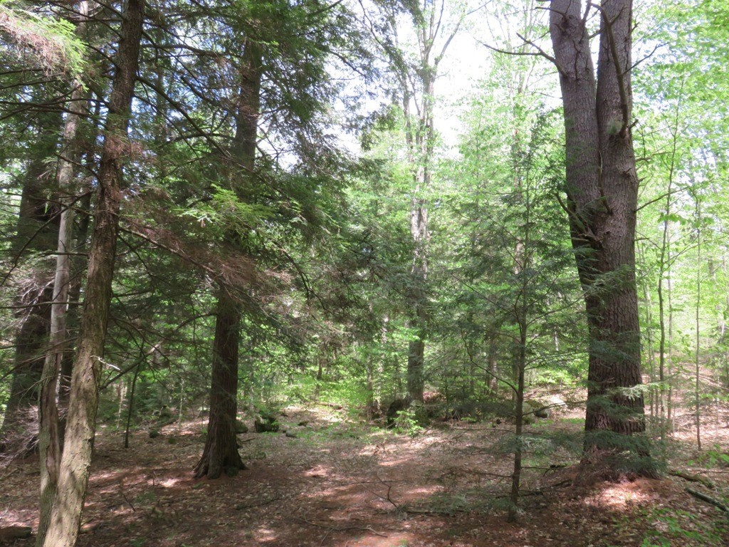 0 Tannery Road Otis, MA 01253 - Photo 4 of 5 a view of a forest with trees