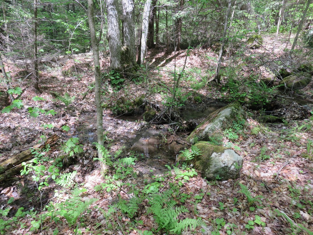 0 Tannery Road Otis, MA 01253 - Photo 5 of 5 a view of a yard with plants and trees