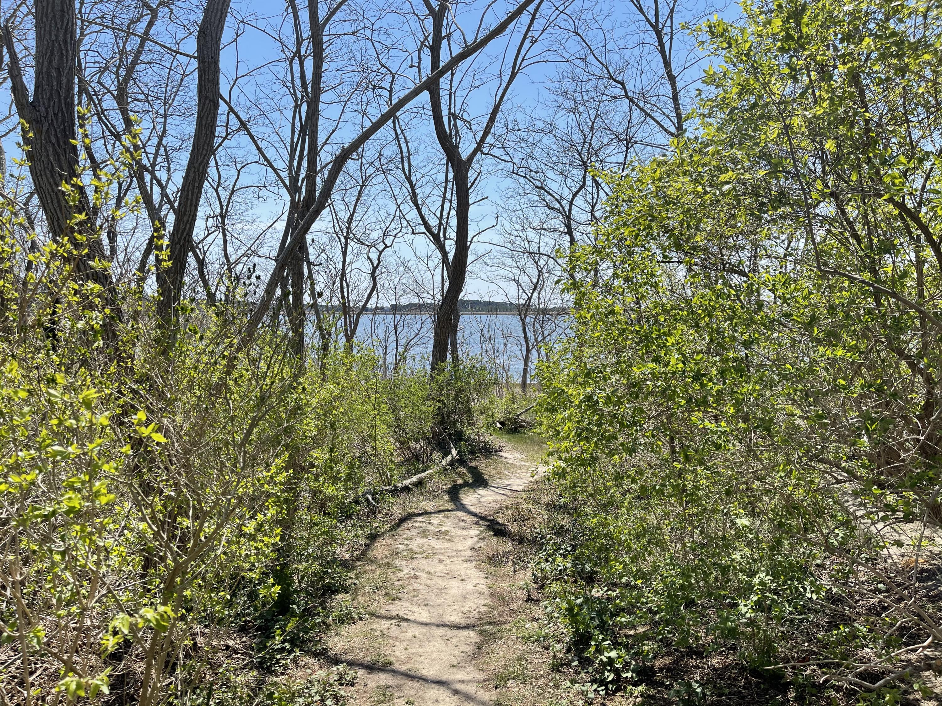 155 Nauhaught Bluff Road Wellfleet, MA 02667 - Photo 47 of 53 a backyard of a house with lots of green space