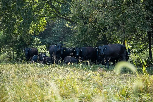 $2,995,000 | Undisclosed Address, Cook Sta, MO 65449