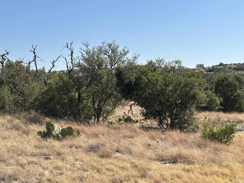 0 Cr 440 Rocksprings Tx 78880 Rocksprings, TX 78880 - Photo 18 of 66 Gallery Image 18