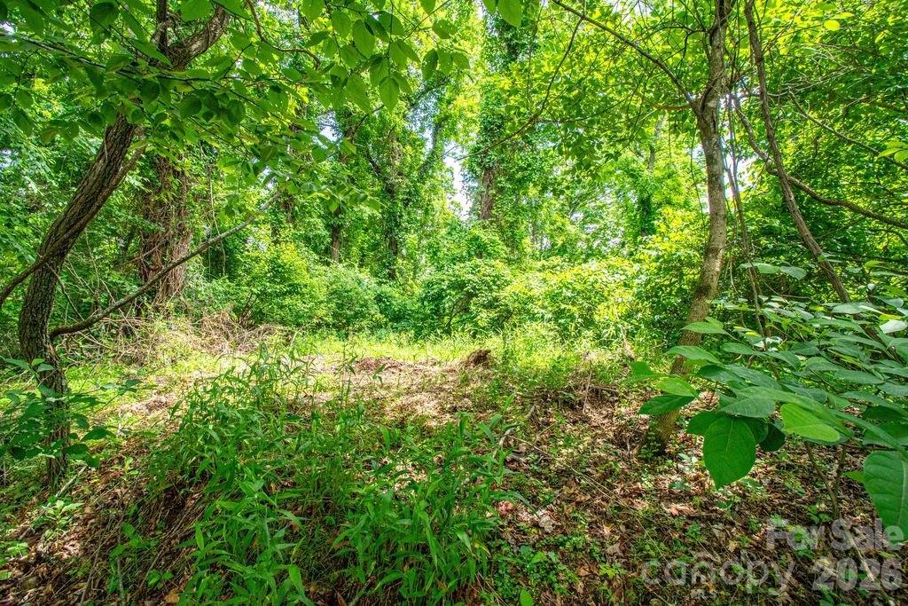 9999 Sandy Mush Creek Road Leicester, NC 28748 - Photo 3 of 9