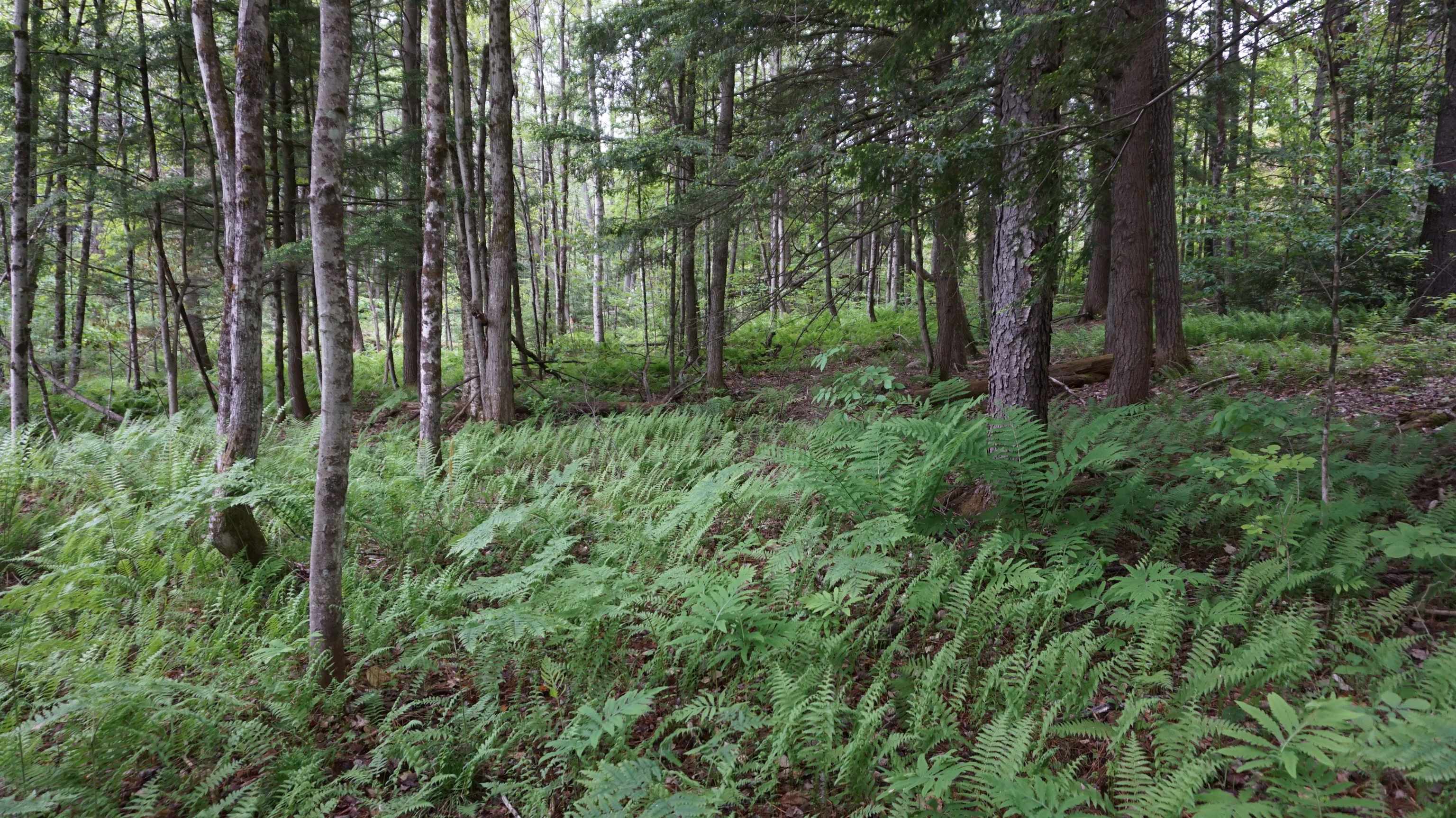 0 Old County Road Plainfield, NH 03781 - Photo 3 of 10