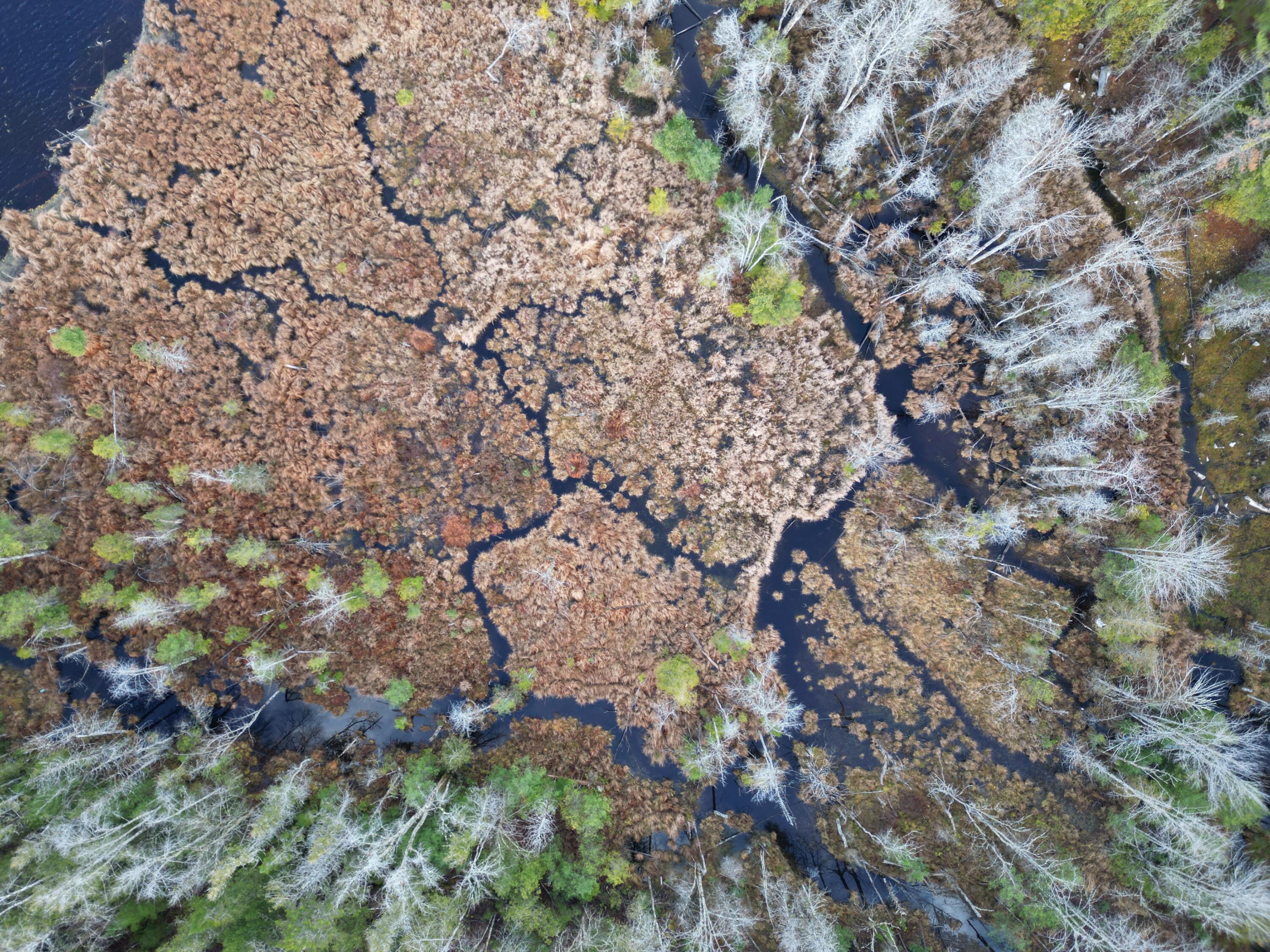 10 Falcon Ridge Lincoln, ME 04457 - Photo 4 of 16 DJI_0007