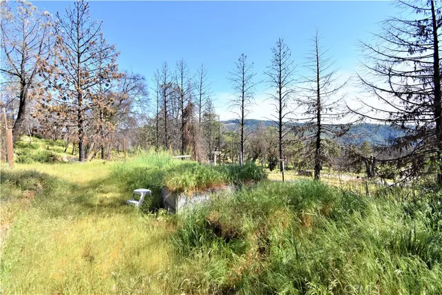 a view of yard with trees