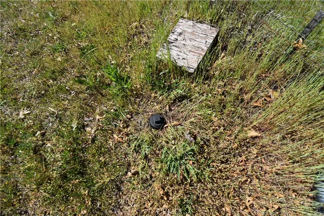 a close up of a plant in a room