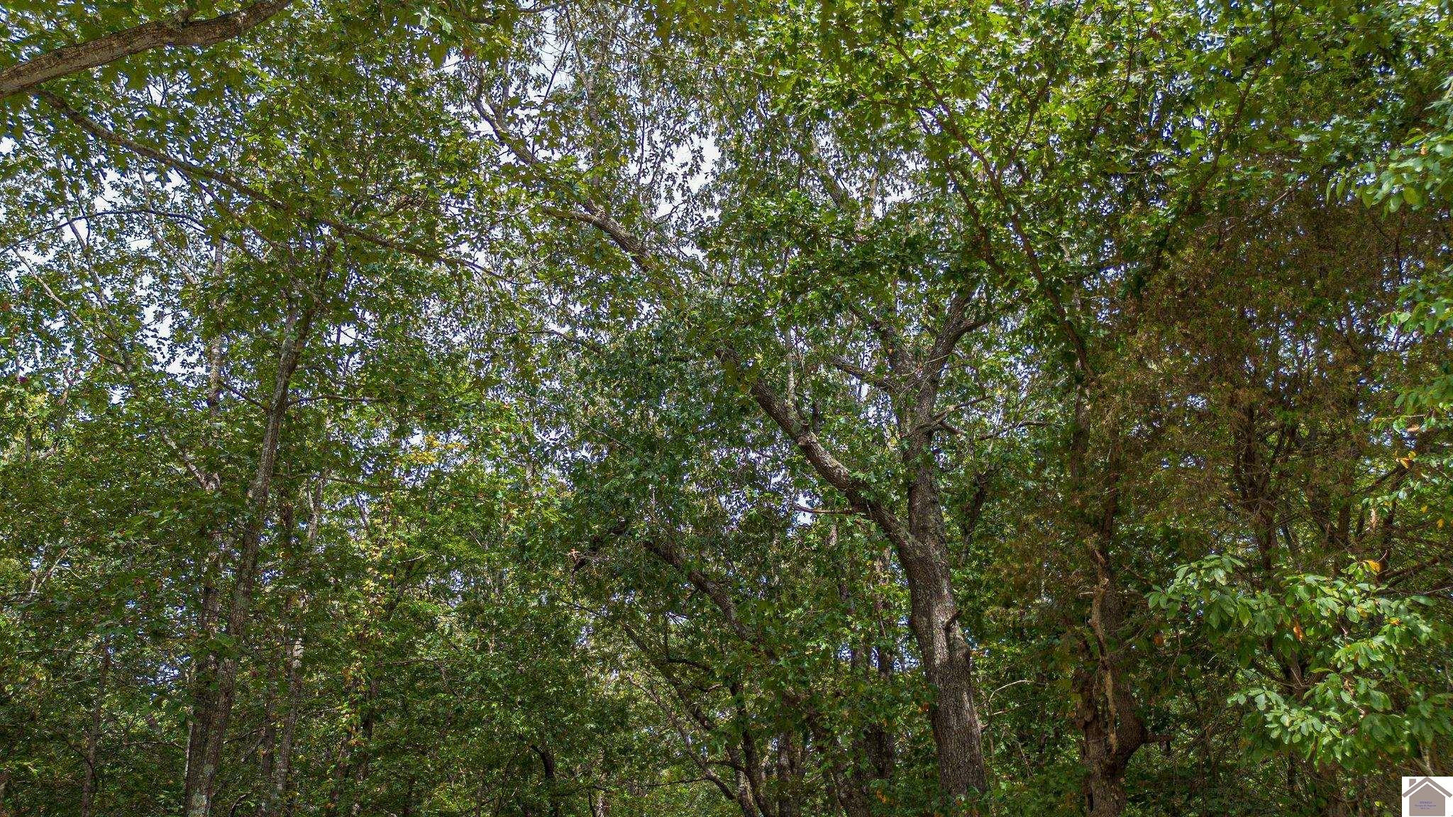 0 Corinth Church Road Grand Rivers, KY 42045 - Photo 25 of 49 Photo 25