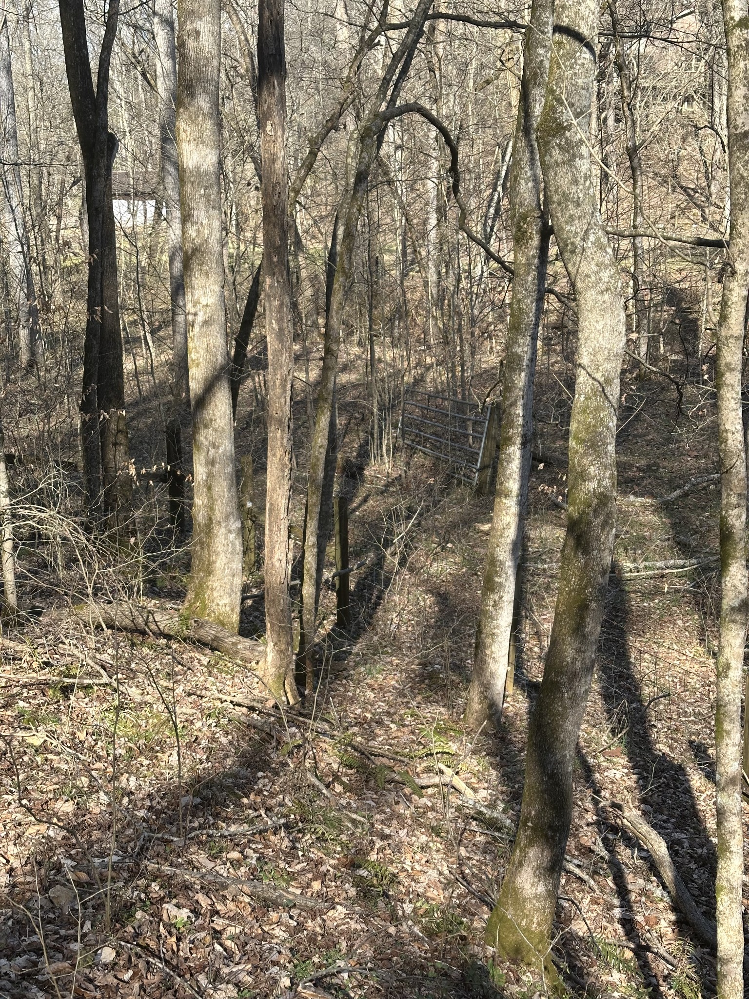 0 Buck Branch Road Duck River, TN 38454 - Photo 6 of 9