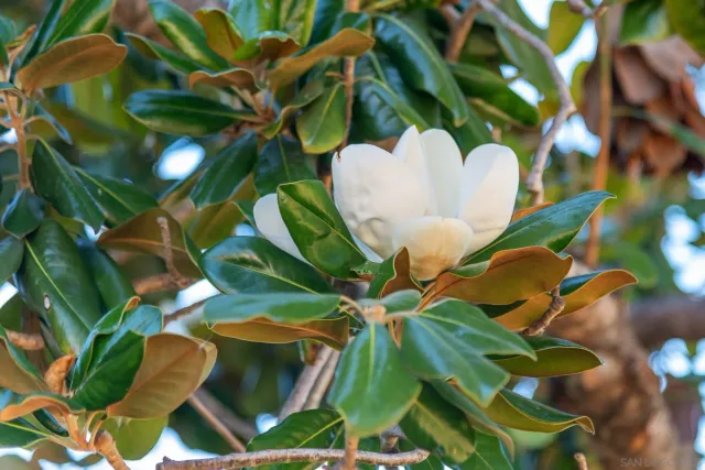 $1,000,000 | 1322 Loma De Paz, Escondido, CA 92027