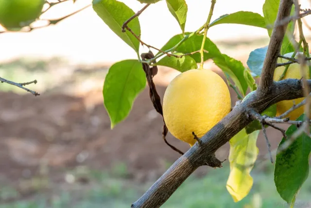 $1,000,000 | 1322 Loma De Paz, Escondido, CA 92027