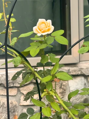 $335,000 | 263 Queensway Drive, Avon, IN 46123