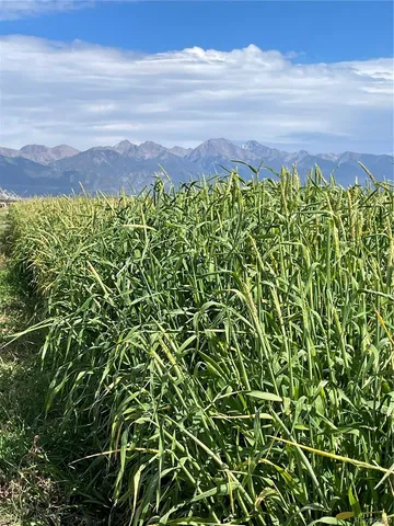 a view of a back yard