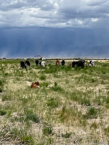 a view of a field with large trees