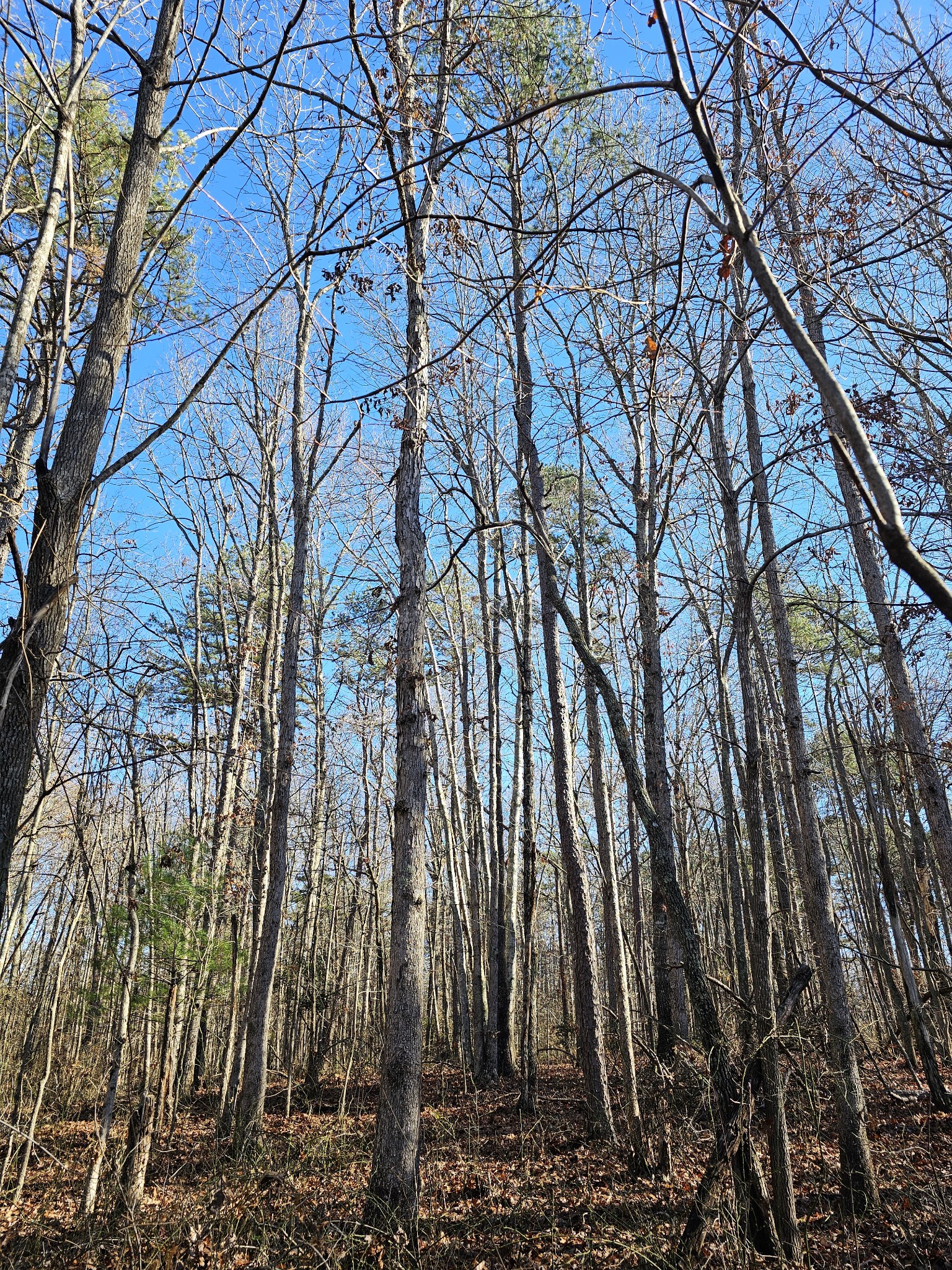 242 Ranger Creek Road Coalmont, TN 37313 - Photo 11 of 31