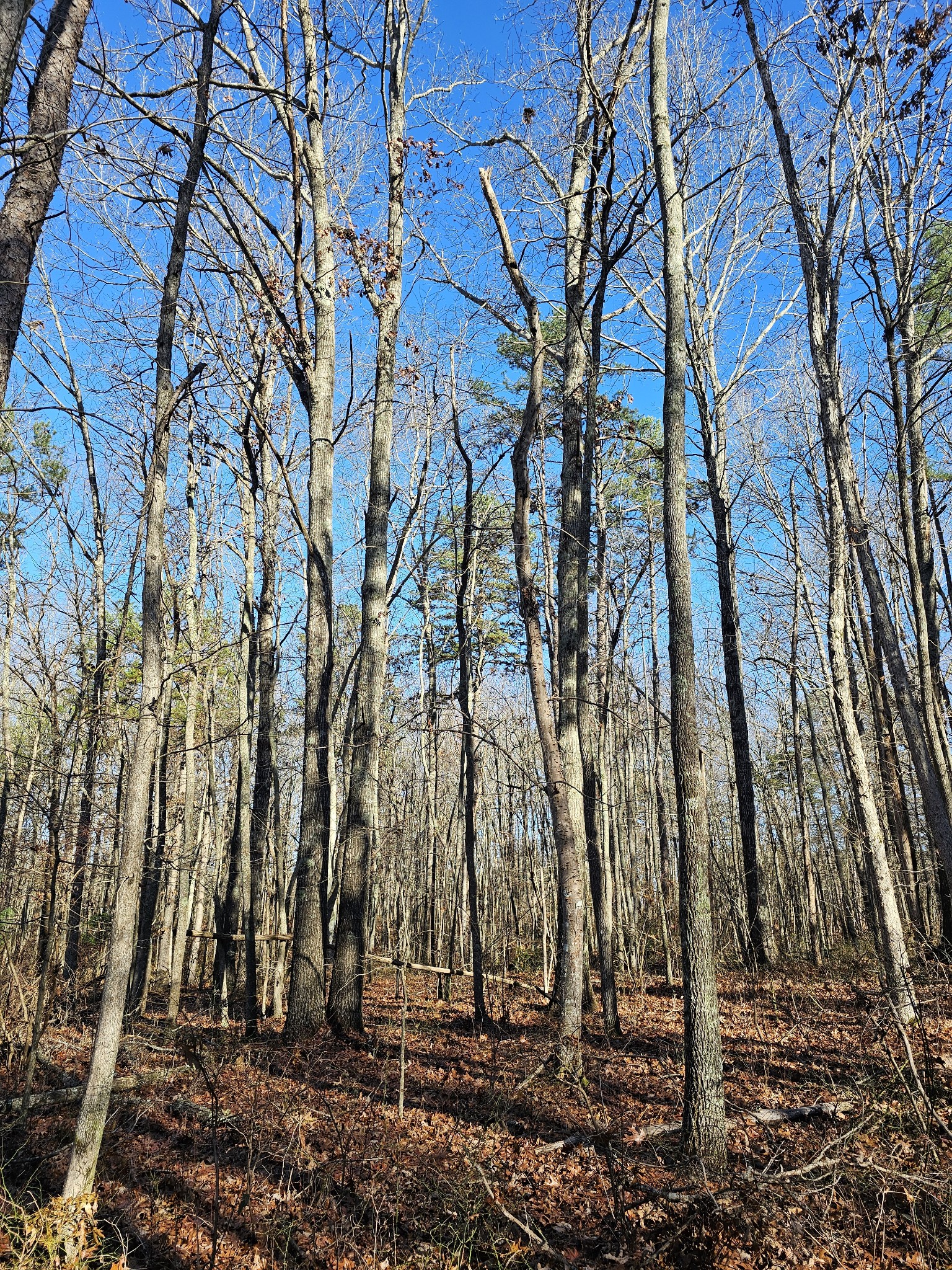 242 Ranger Creek Road Coalmont, TN 37313 - Photo 14 of 31