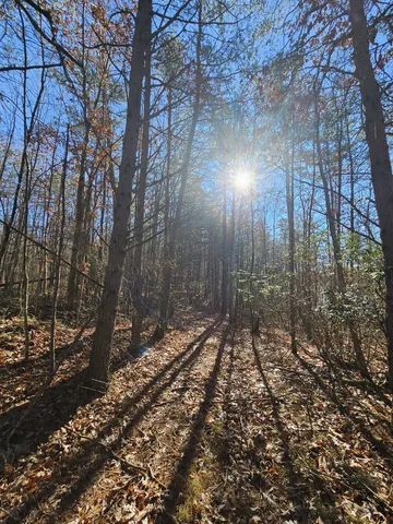 a view of a forest with trees