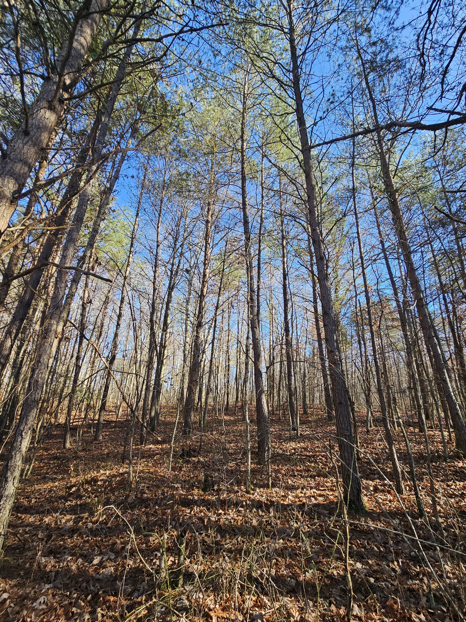 242 Ranger Creek Road Coalmont, TN 37313 - Photo 5 of 31