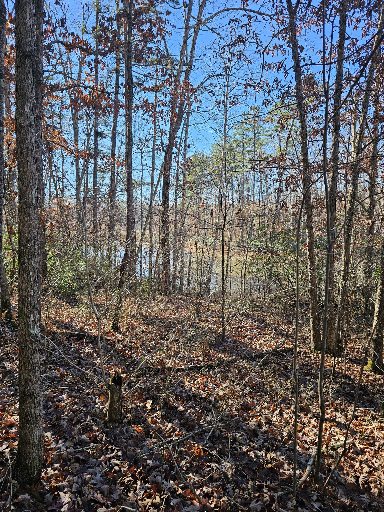 242 Ranger Creek Road Coalmont, TN 37313 - Photo 6 of 31