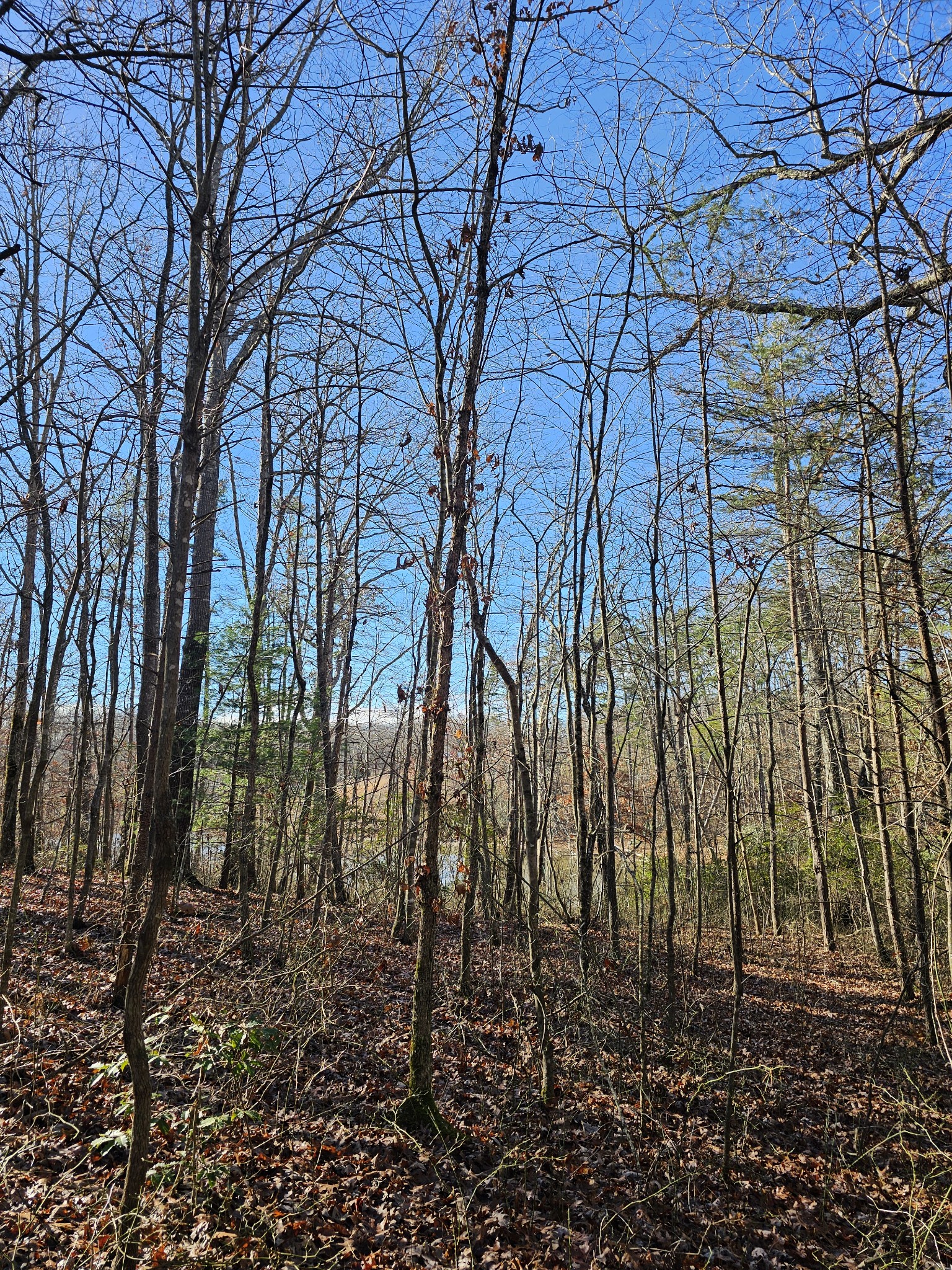 242 Ranger Creek Road Coalmont, TN 37313 - Photo 10 of 31