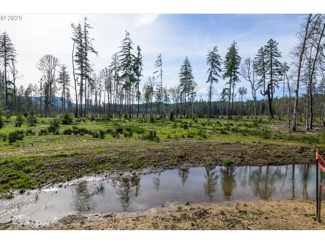 a view of a yard with trees in the background