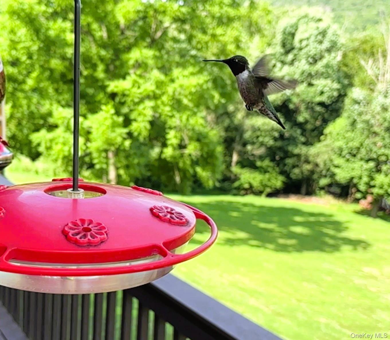 207 East Hook Road Hopewell Junction, NY 12533 - Photo 11 of 41 a view of a swimming pool with a yard