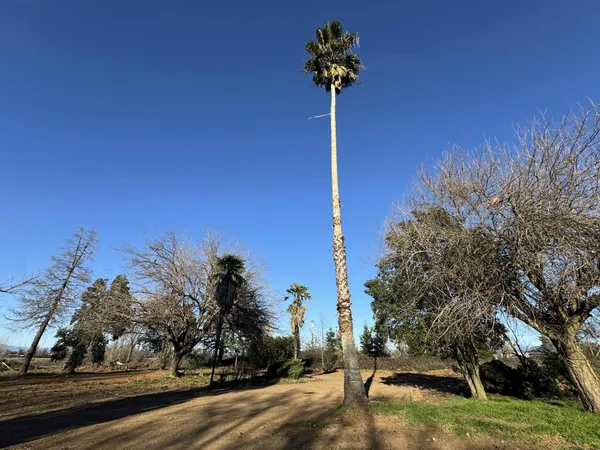 a view of dirt yard with large trees