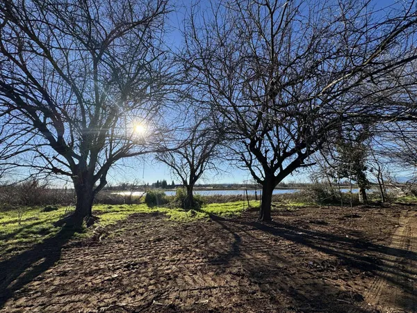 a view of dirt yard with a large tree
