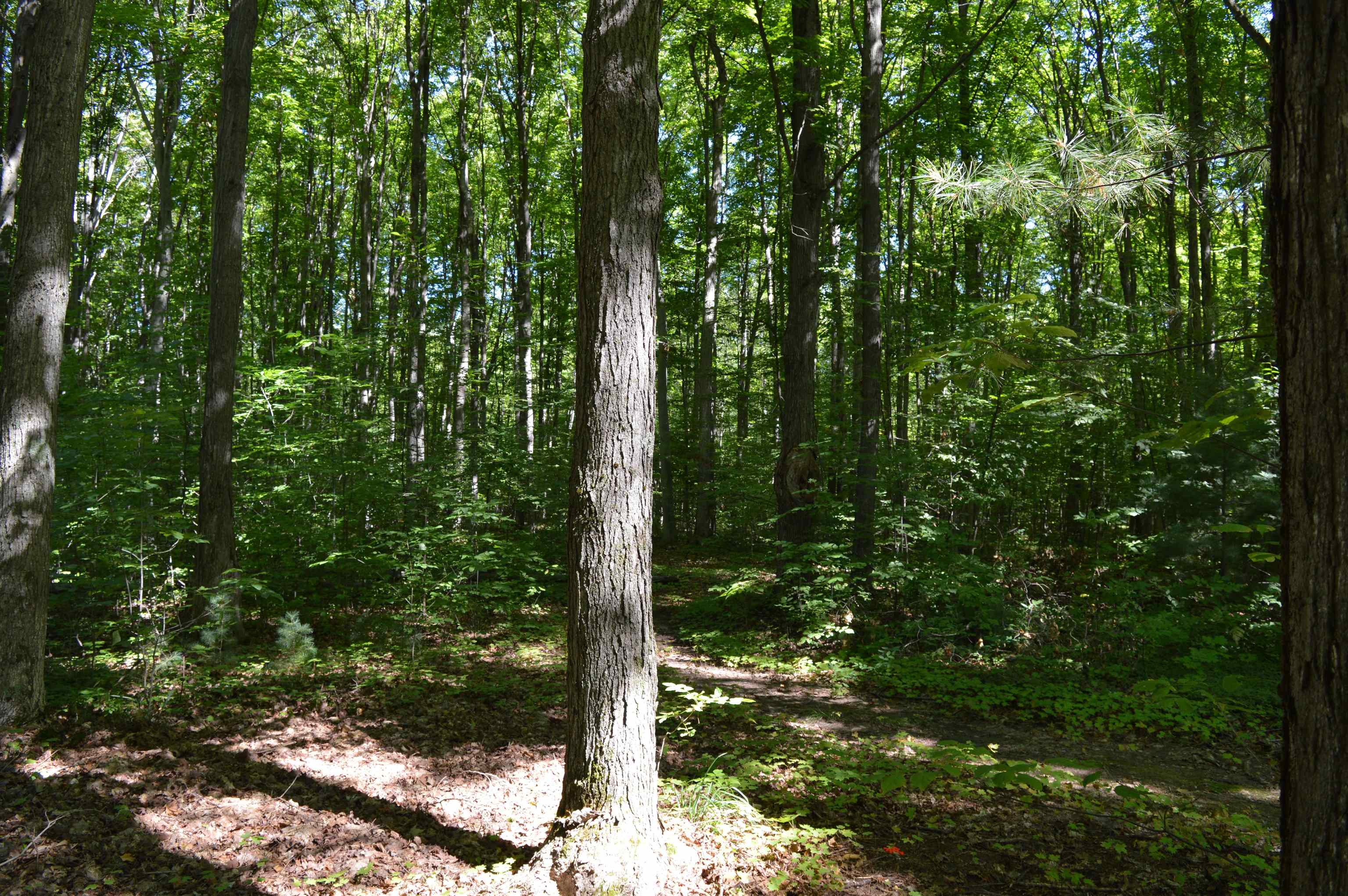 8151 Ford Road Northeast Kalkaska, MI 49646 - Photo 14 of 46 1904124-13.JPG
