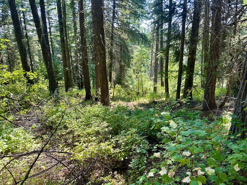 37 Arling Trail, Unit 5A74 Cascade, ID 83611 - Photo 5 of 11 Your Own Private Huckleberry Patch