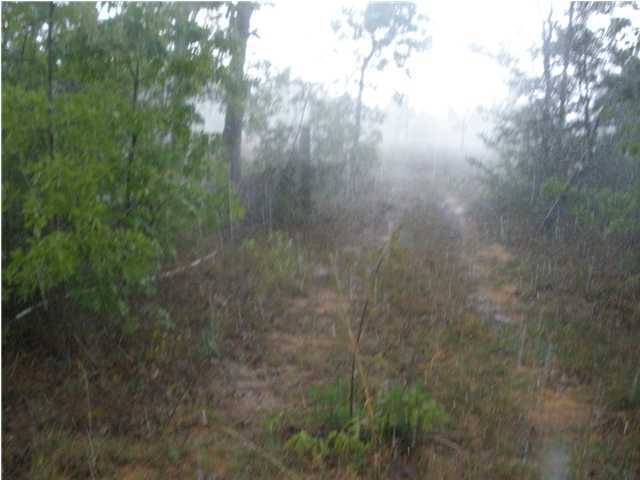 5.34-ac 5.34-ac Burnis Road Crestview, FL 32539 - Photo 2 of 5 a view of forest with trees
