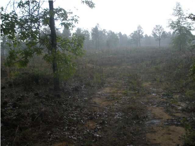 5.34-ac 5.34-ac Burnis Road Crestview, FL 32539 - Photo 3 of 5 a view of a yard