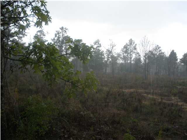 5.34-ac 5.34-ac Burnis Road Crestview, FL 32539 - Photo 4 of 5 a view of a forest with a tree