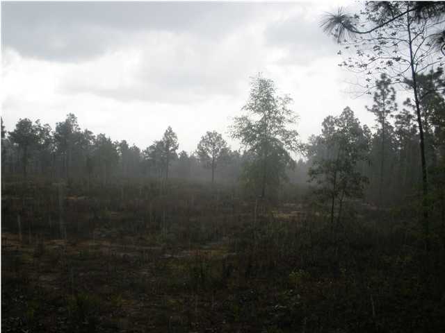 5.34-ac 5.34-ac Burnis Road Crestview, FL 32539 - Photo 5 of 5 a view of a yard