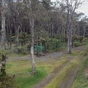 Lot B Old Volcano Road Volcano, HI 96785 - Photo 4 of 7 a view of a forest with trees