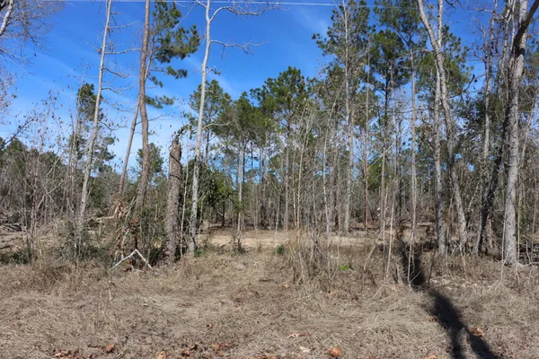 a view of a dry yard with trees