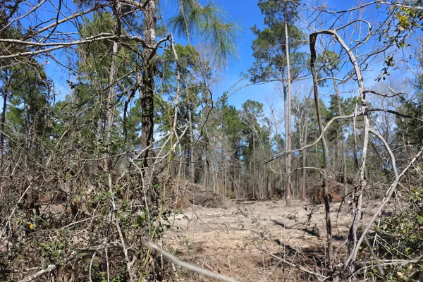 a view of a yard with trees