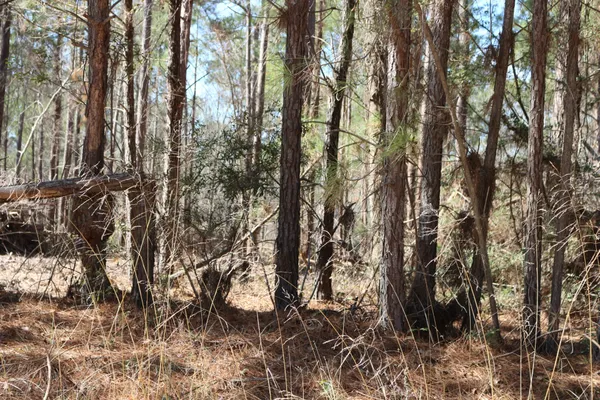 a view of a yard covered with trees