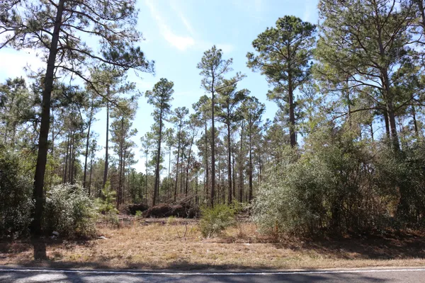 a view of a yard with large trees