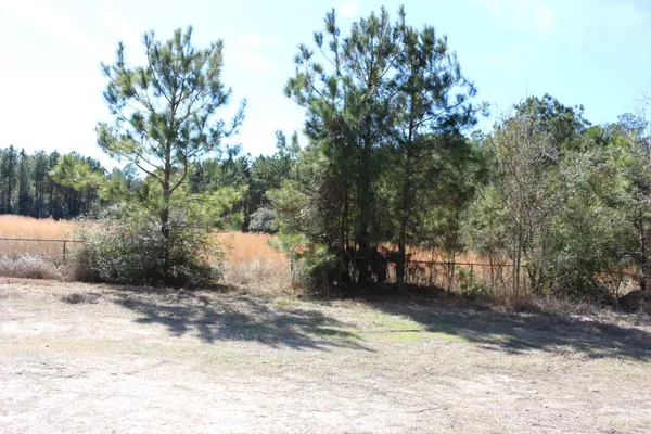 a view of a yard with a tree