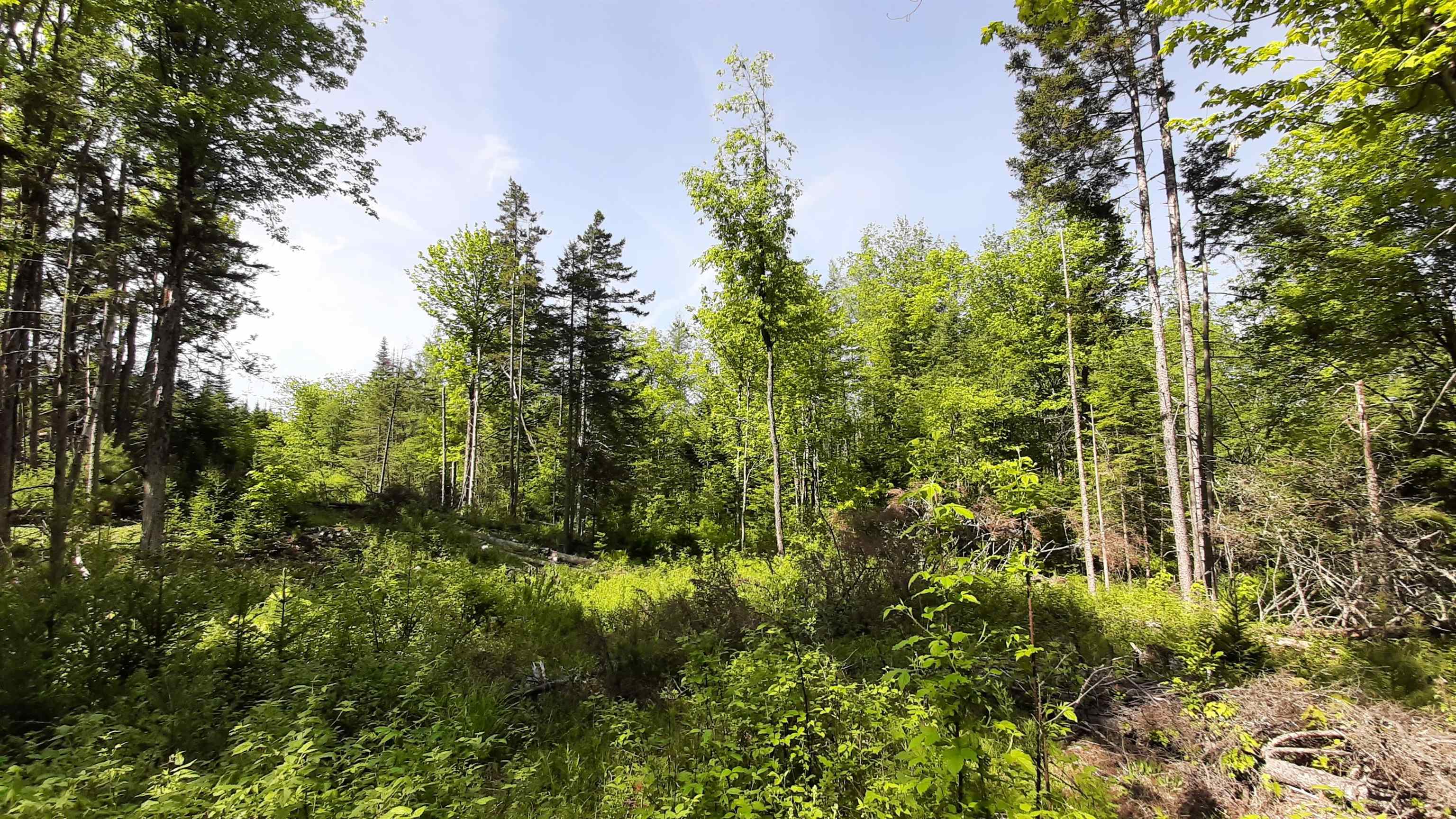 0 Summit Road Mount Holly, VT 05758 - Photo 28 of 37