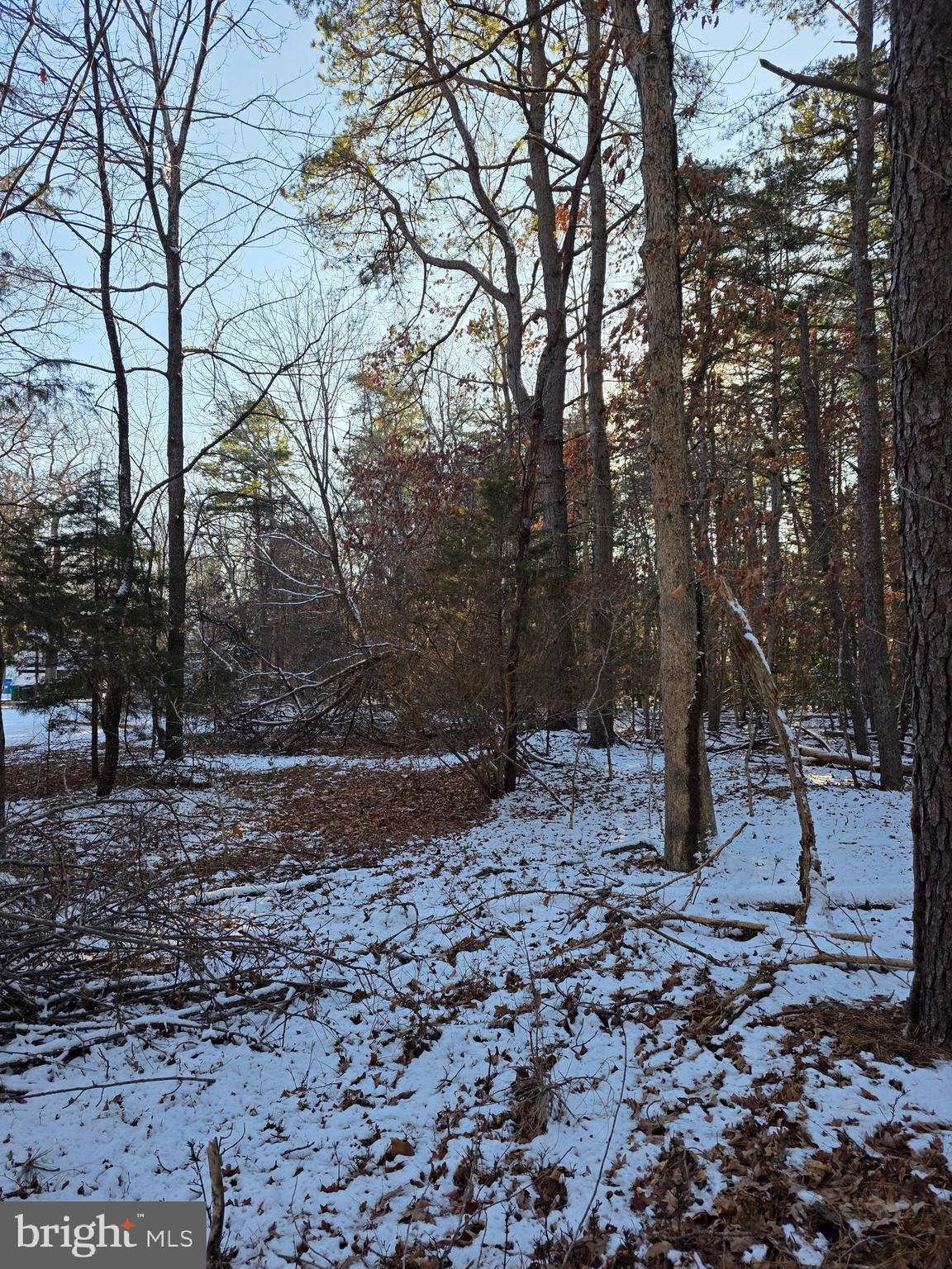 a view of a tree in the middle of a yard