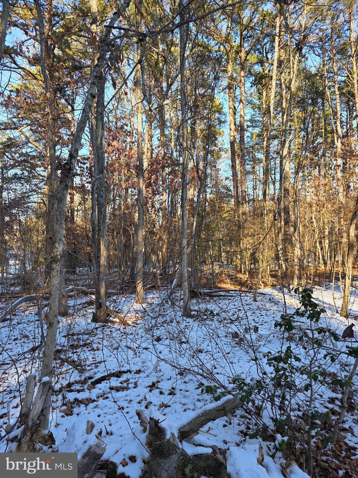 0 Payson Chesilhurst, NJ 08089 - Photo 2 of 5 a backyard of a house with large trees