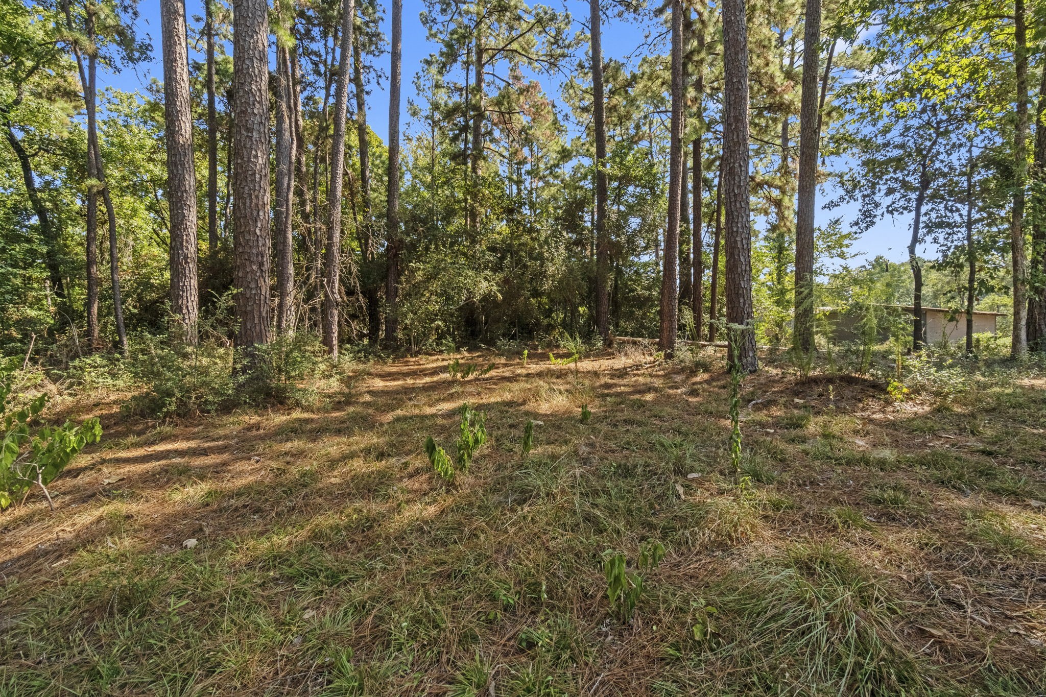384 Phillips Road Onalaska, TX 77360 - Photo 25 of 28 2 additional lots with a few trees available to purchase with subject property