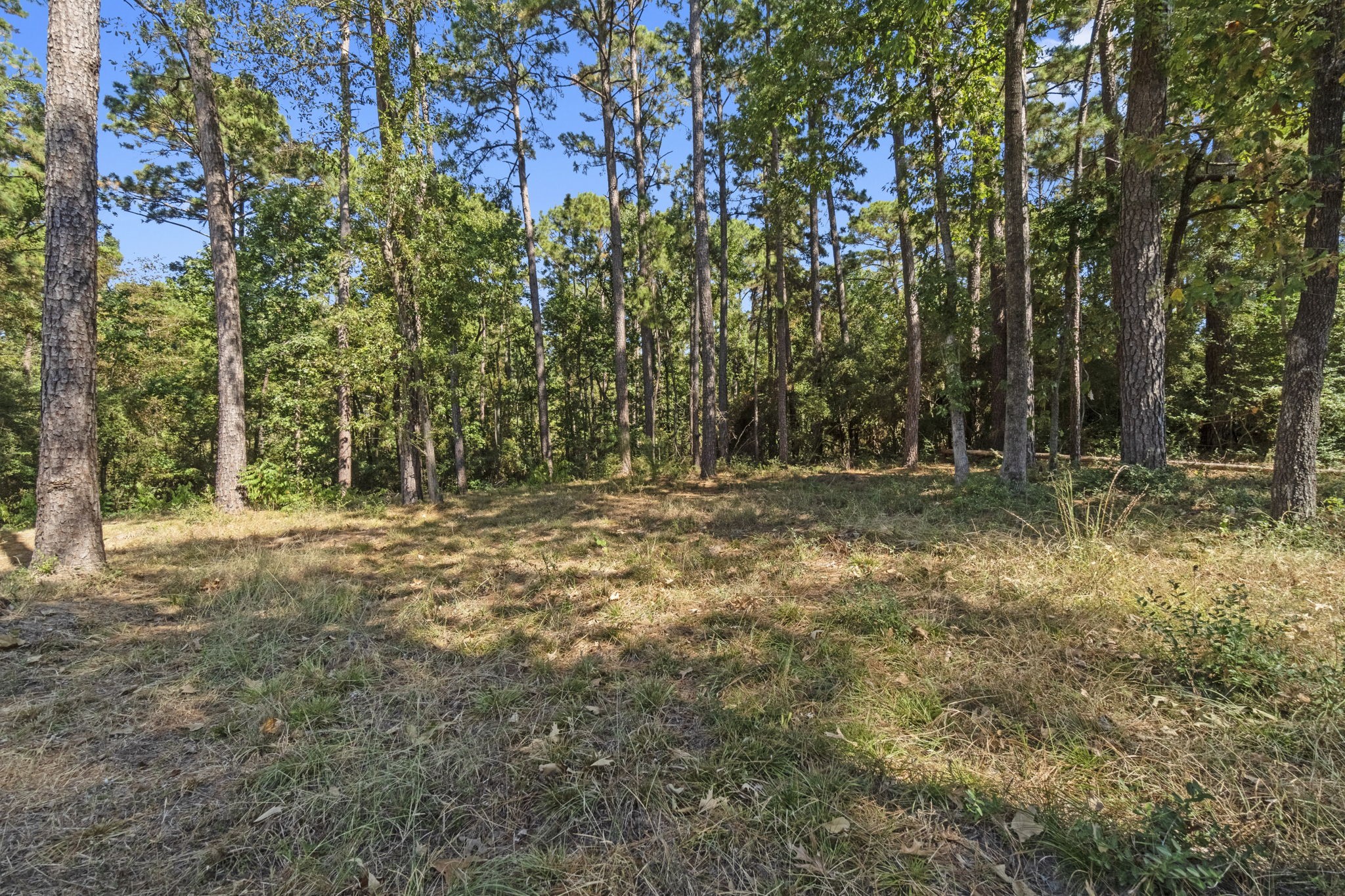 384 Phillips Road Onalaska, TX 77360 - Photo 27 of 28 2 additional lots with a few trees available to purchase with subject property