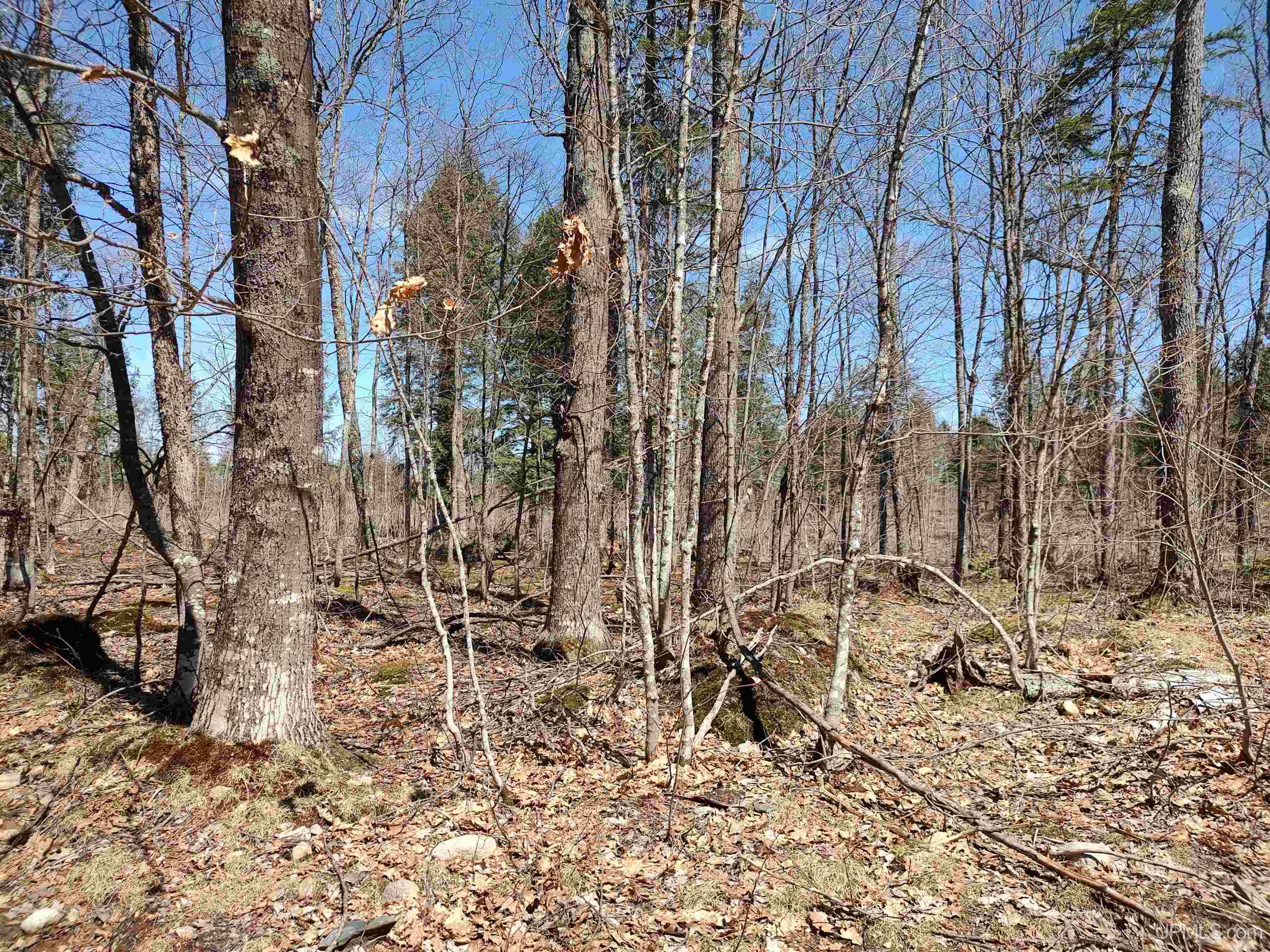 Tbd Black Creek Road Skanee, MI 49962 - Photo 3 of 13