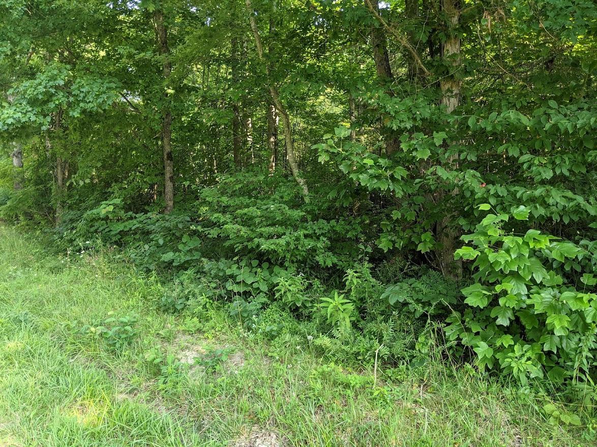 Old Grimsley Rd Road Grimsley, TN 38565 - Photo 11 of 21 PXL_20210723_142505424