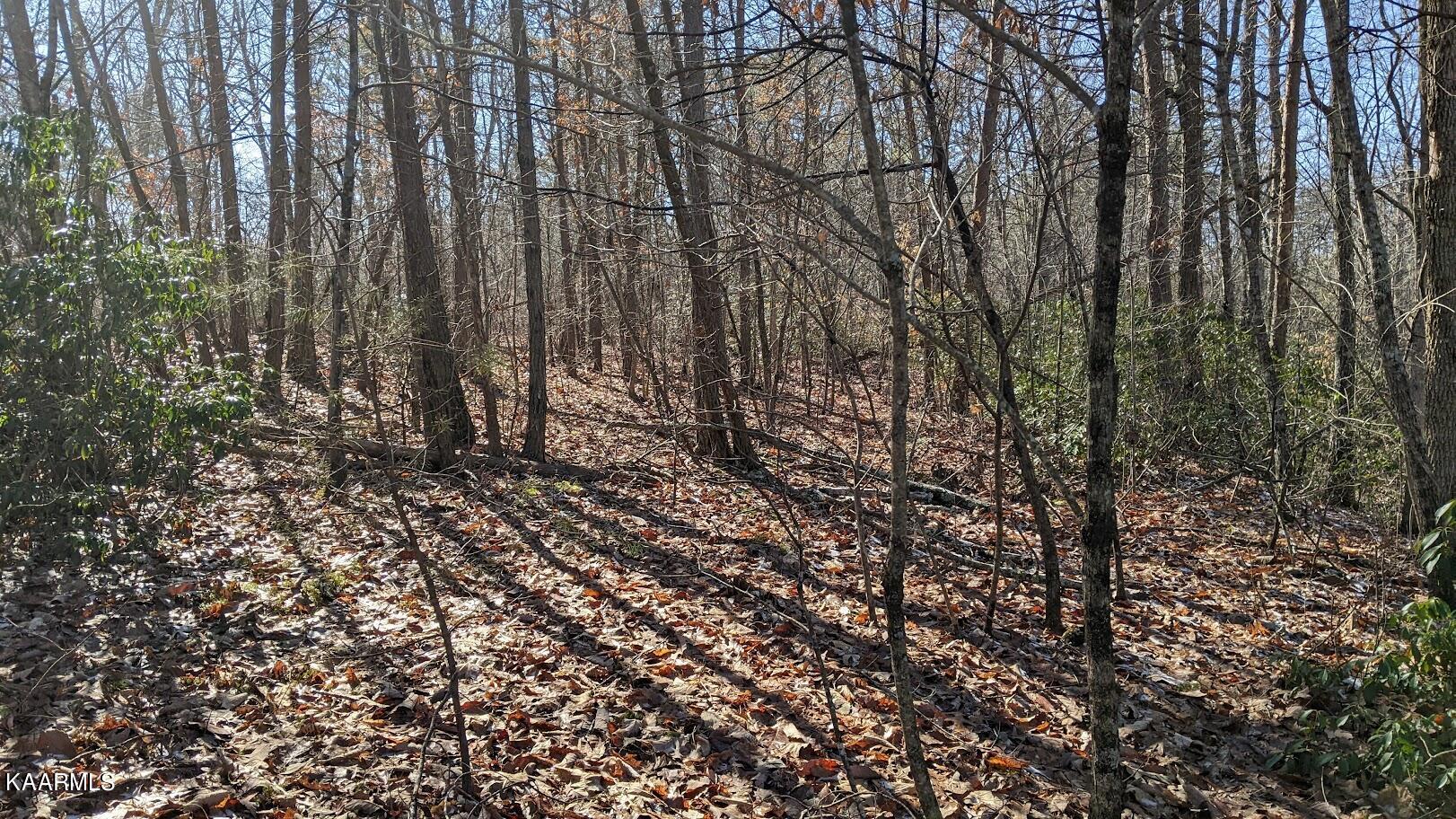 Old Grimsley Rd Road Grimsley, TN 38565 - Photo 20 of 21 PXL_20220205_185220123