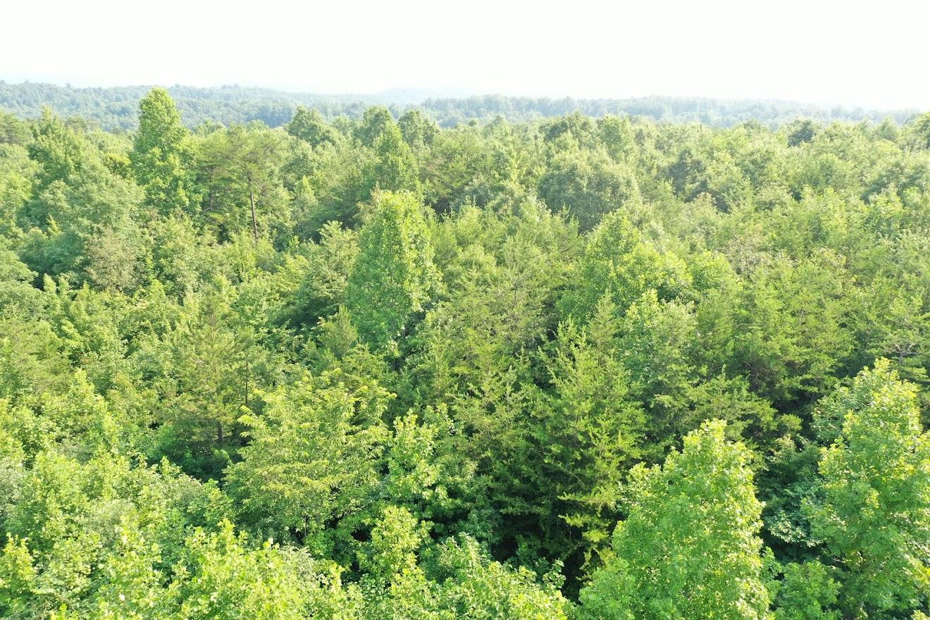 Old Grimsley Rd Road Grimsley, TN 38565 - Photo 5 of 21 org_2d8d4a45b1da81fe_1627049942000
