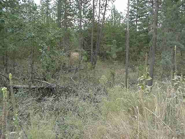 4200-blk Cemetery Road Springdale, WA 99173 - Photo 2 of 5